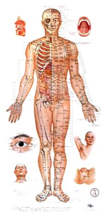 acupuncture-chart main